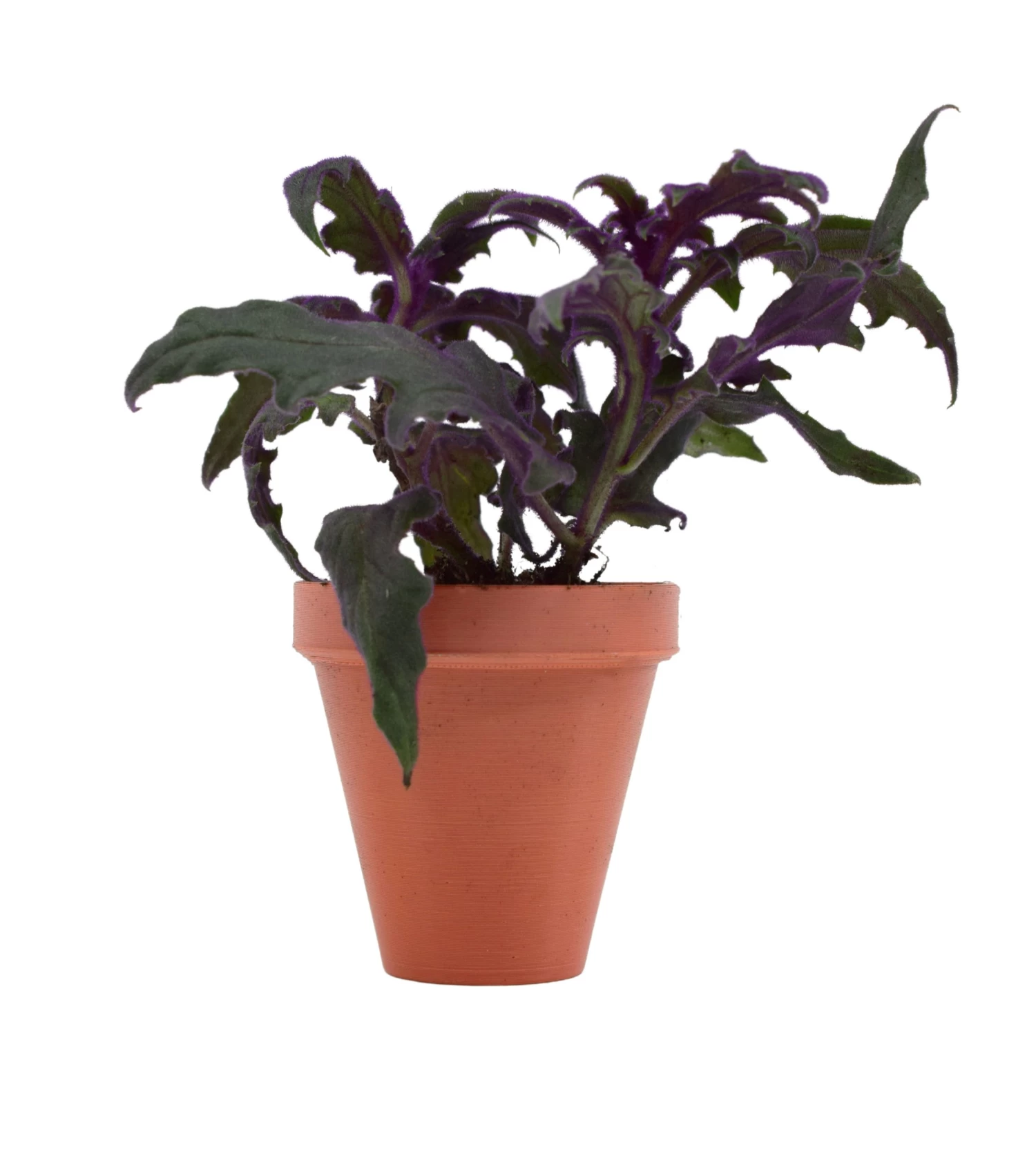 PotBuddy Magnetic Plant Pots, 4pcs - For Fridge, Whiteboard, Window - Terracotta Color - Includes Adhesive Mounting Discs 3 PotBuddy Magnetic Plant Pots, 4pcs - For Fridge, Whiteboard, Window - Terracotta Color - Includes Adhesive Mounting Discs - Image 3