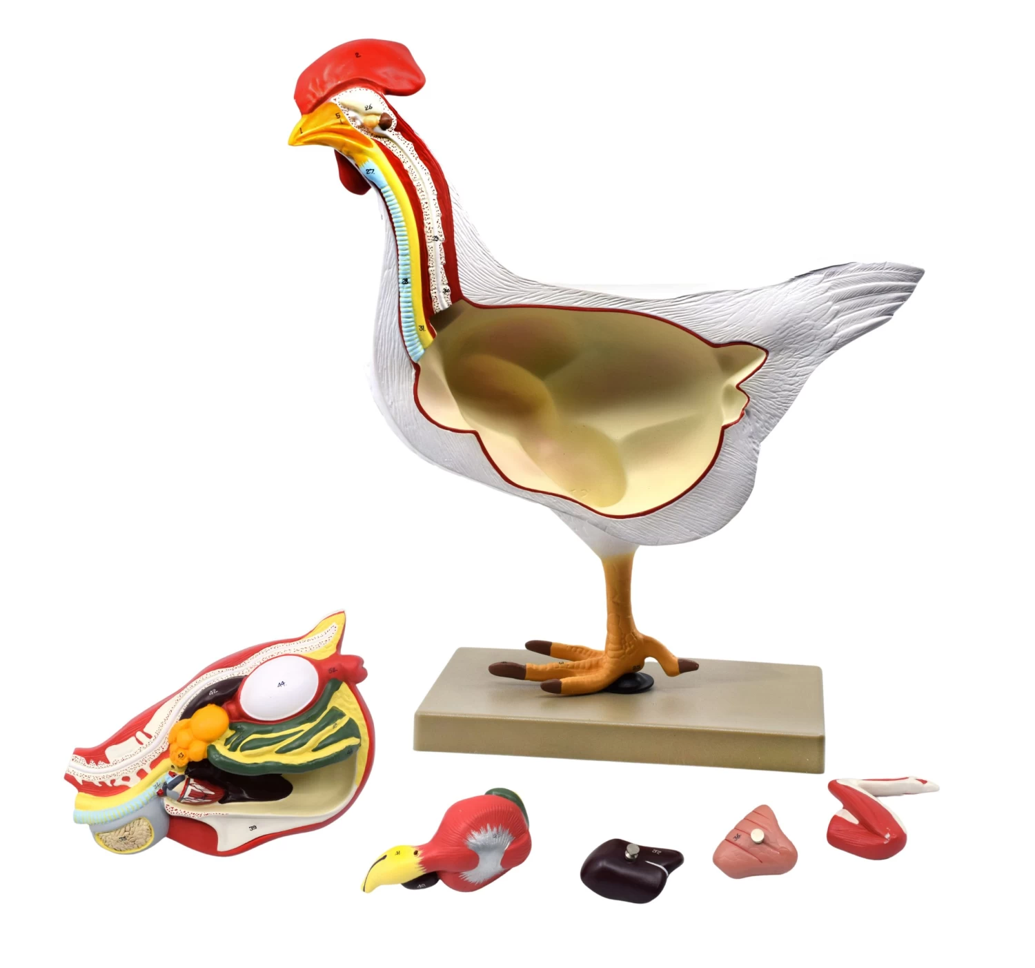Chicken Anatomy Model, 6 Parts - Life Size 1 Chicken Anatomy Model, 6 Parts - Life Size