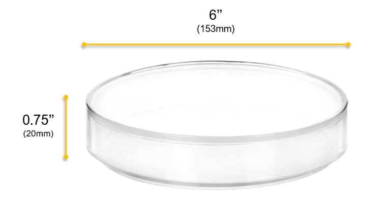 6PK Petri Dishes, 6" X 0.75" (153 X 20mm) - With Lid - Polypropylene Plastic 4 6PK Petri Dishes, 6" X 0.75" (153 X 20mm) - With Lid - Polypropylene Plastic - Image 4