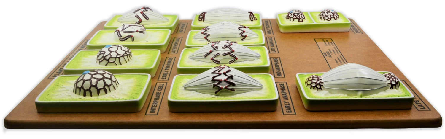 Plant Mitosis Model, 18 Inch - Three-Dimensional - Mounted - 2 Plant Mitosis Model, 18 Inch - Three-Dimensional - Mounted - - Image 2