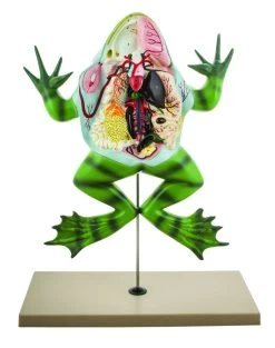 Bull Frog Model, 22 Inch - Mounted