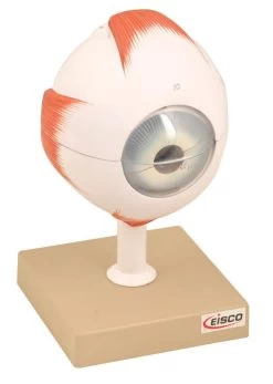 Human Eye Model - Enlarged 5X Life Size - 6 Parts