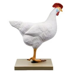 Chicken Anatomy Model, 6 Parts - Life Size 7 Chicken Anatomy Model, 6 Parts - Life Size -Laboratory Instrument Store cgysfrdke9jsnya0cumg