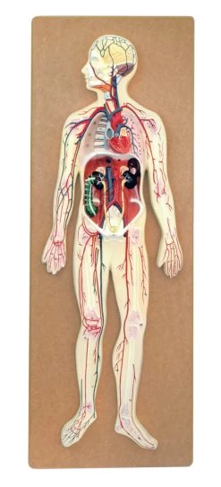 Human Circulatory System Model - Mounted On 32" X 12" Base