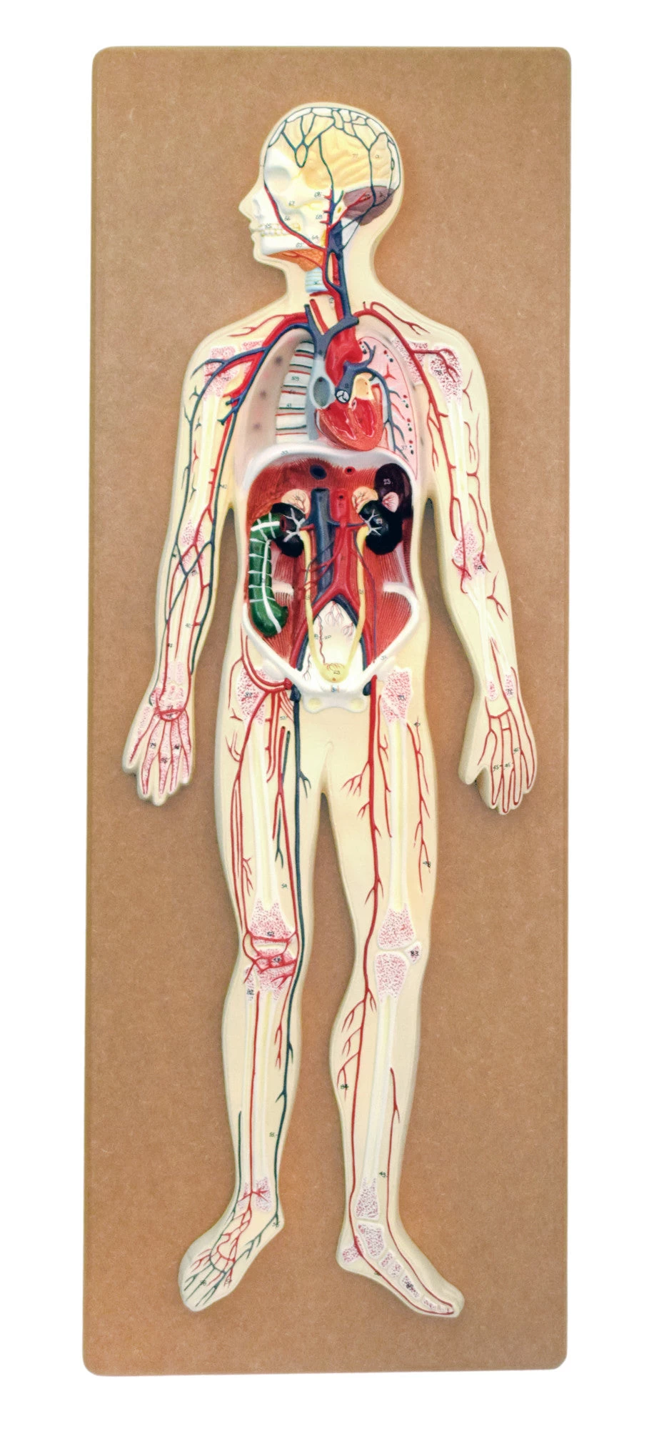 Human Circulatory System Model - Mounted On 32" X 12" Base 1 Human Circulatory System Model - Mounted On 32" X 12" Base