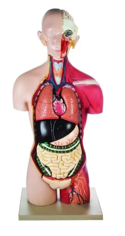 Human Half Muscle Female Torso With Dual Sex â€“ Economy â€“ 17 Parts