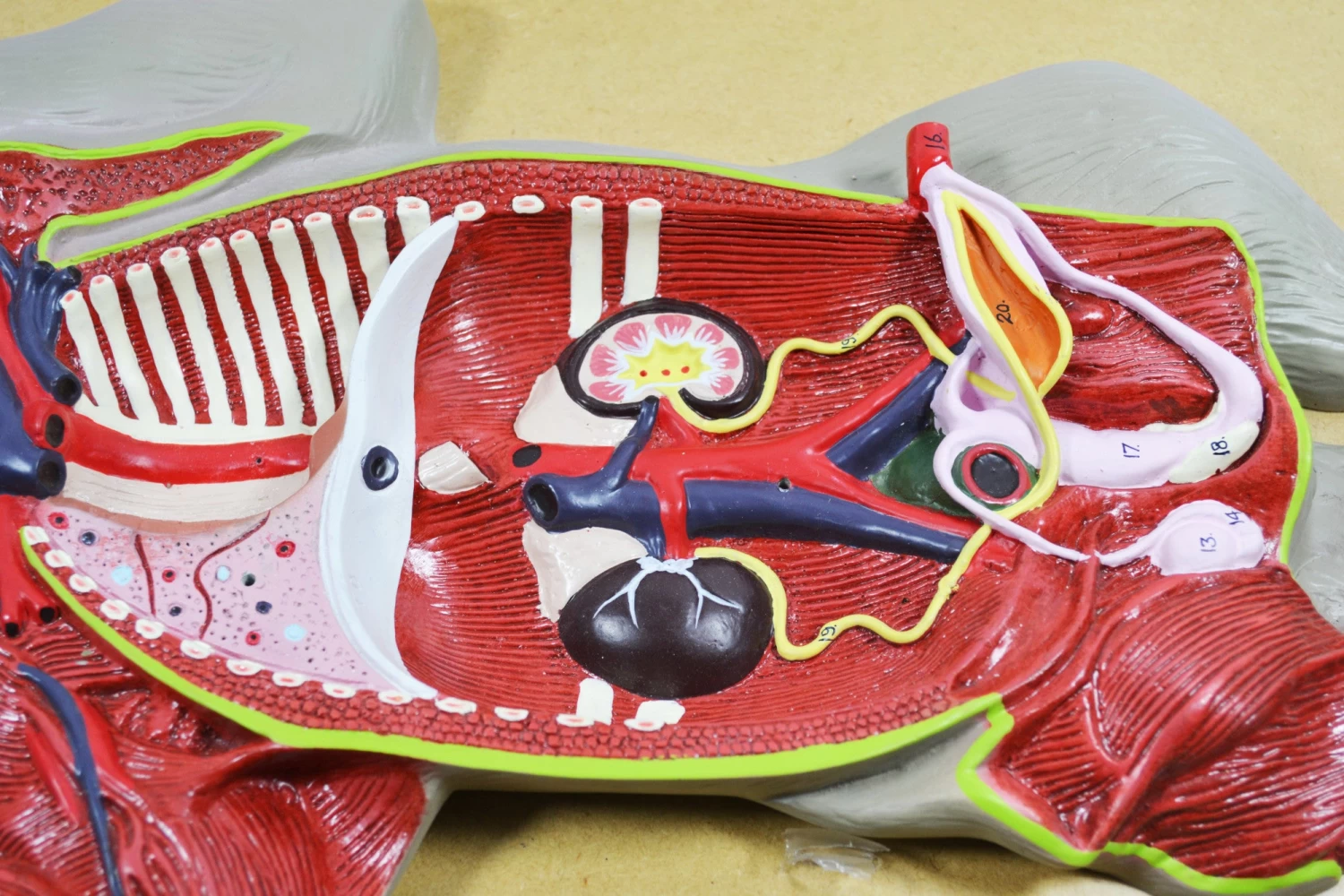 Pig Model, 22 Inch - Mounted - Removable Liver, Intestines, Heart, Lungs & Stomach 2 Pig Model, 22 Inch - Mounted - Removable Liver, Intestines, Heart, Lungs & Stomach - Image 2