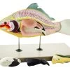 Fish Model, 18 Inch - 4 Parts - Mounted