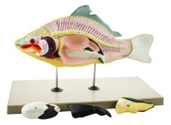 Fish Model, 18 Inch - 4 Parts - Mounted