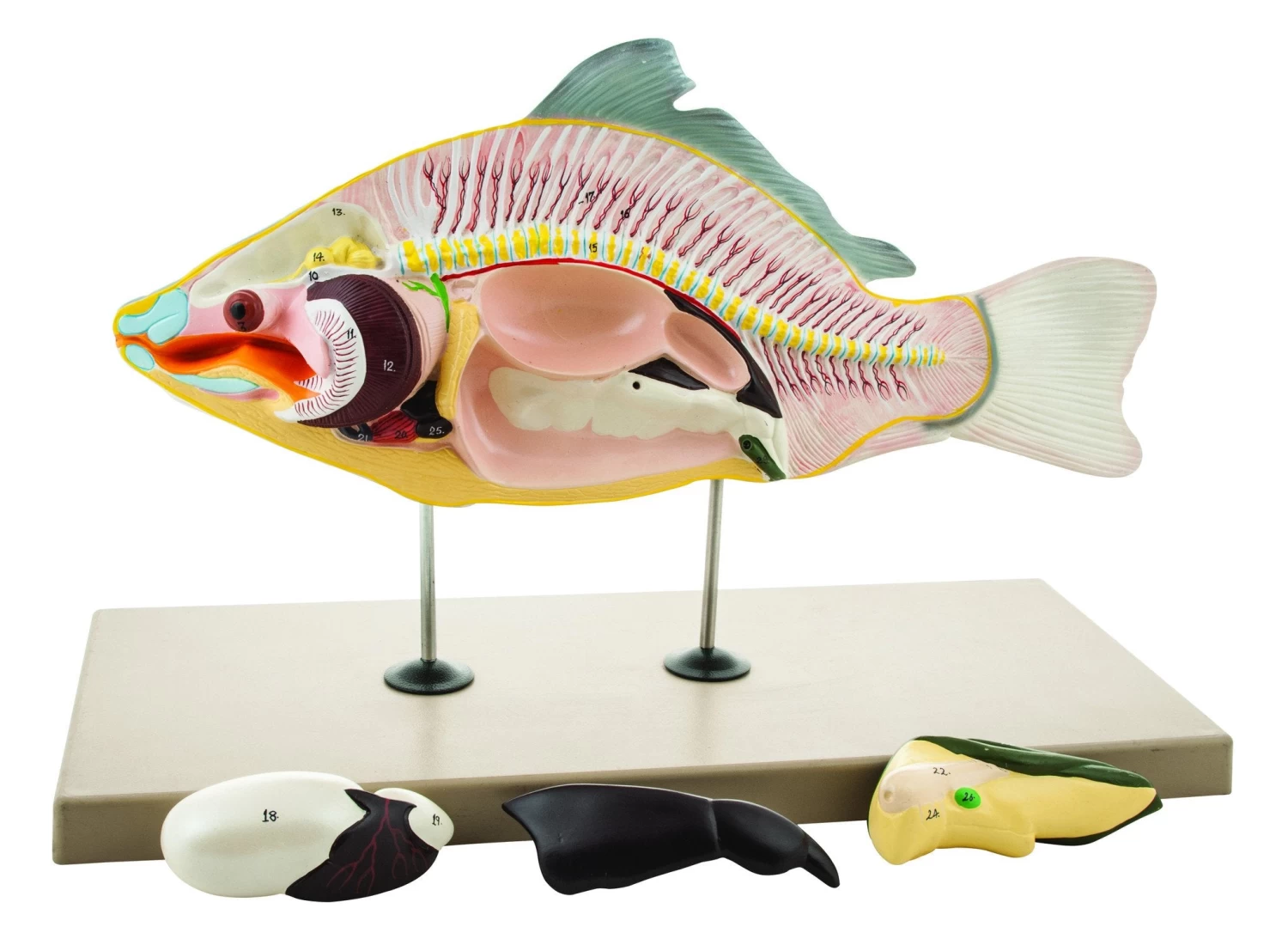 Fish Model, 18 Inch - 4 Parts - Mounted 1 Fish Model, 18 Inch - 4 Parts - Mounted