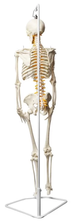 Human Skeleton Model, Half Size - With Nerve Endings - Hanging Mount -Laboratory Instrument Store dzgmppylqoeky3npgvv6