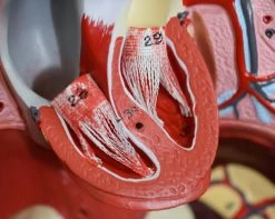 Human Torso Model, 8 Parts - African American - Life Size - Sexless -Laboratory Instrument Store ectayix740nyaflhcalu