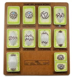Plant Mitosis Model, 18 Inch - Three-Dimensional - Mounted -