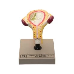 Human Embryo/Fetus Development In Utero, Set Of 8 Models -Laboratory Instrument Store elt9iayq94a2ng0pdknf