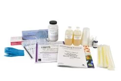 AP Biology Investigation #7 - Cell Division: Mitosis And Meiosis