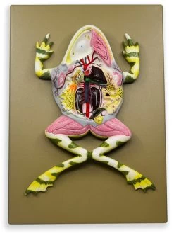 Frog Dissection Model, 17 Inch - Mounted - Ventral Cut