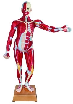 Human Life Size Muscular Torso Dissectable With Dual Sex Organs â€“ 47 Parts