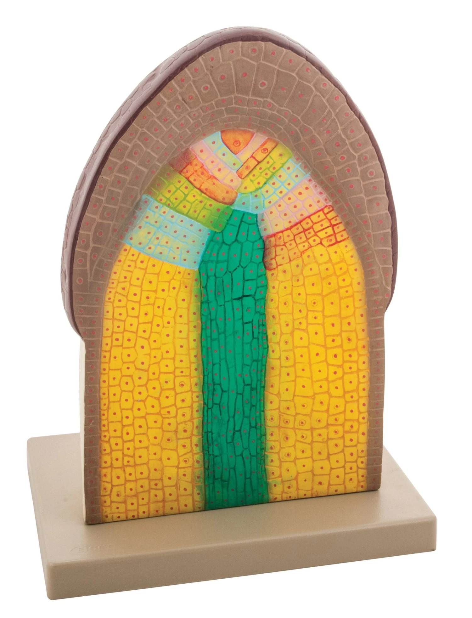 Model Cell Structure Of Root Tip 2 Model Cell Structure Of Root Tip - Image 2