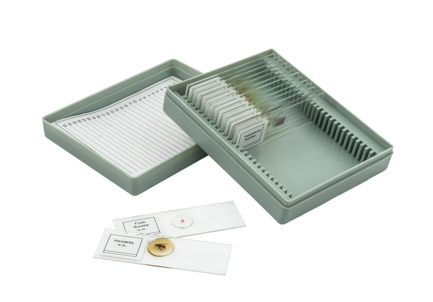 Microscope Slide Set Introductory Set No. VIII, Set Of 15 Slides 4 Microscope Slide Set Introductory Set No. VIII, Set Of 15 Slides - Image 4