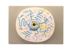 Animal Cell Model - Mounted On 13"x9" Base