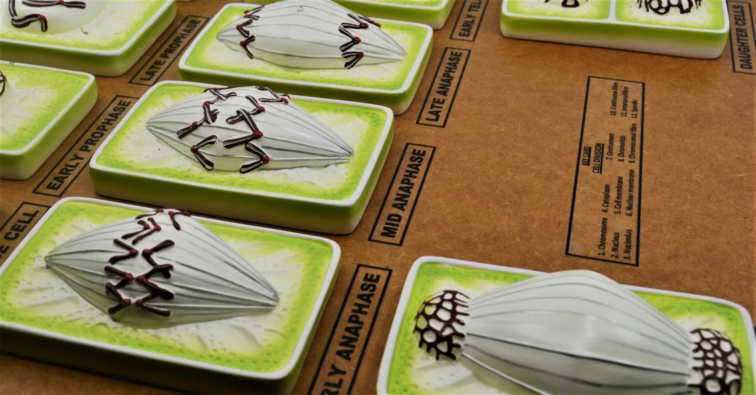 Plant Mitosis Model, 18 Inch - Three-Dimensional - Mounted - 3 Plant Mitosis Model, 18 Inch - Three-Dimensional - Mounted - - Image 3