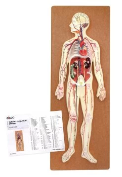 Human Circulatory System Model - Mounted On 32" X 12" Base 9 Human Circulatory System Model - Mounted On 32" X 12" Base -Laboratory Instrument Store hmxy7bsjtjytbe3wrluo