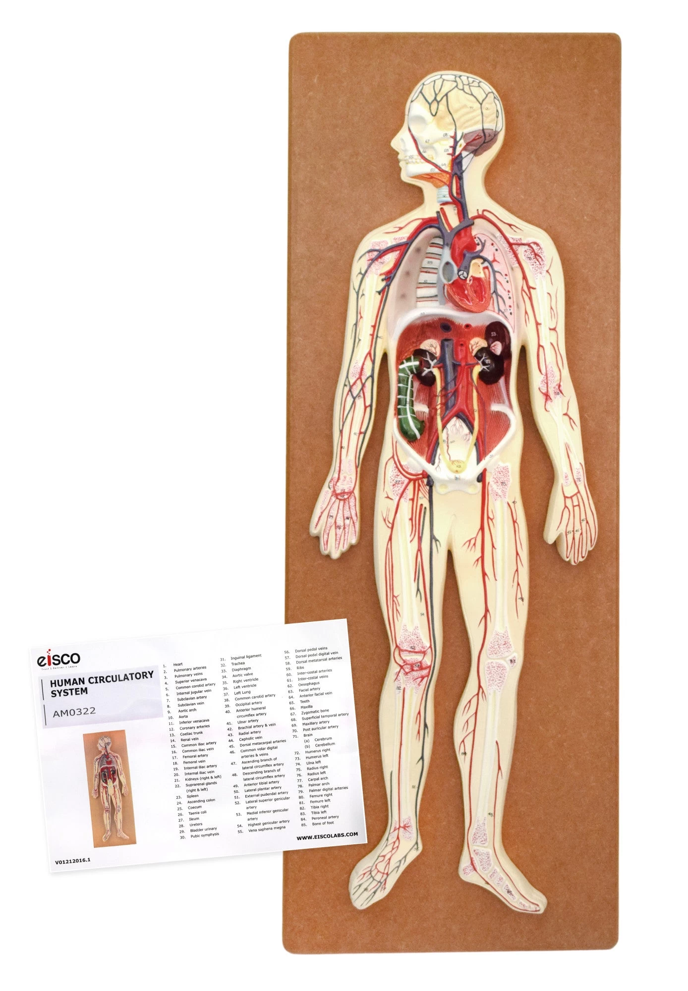 Human Circulatory System Model - Mounted On 32" X 12" Base 5 Human Circulatory System Model - Mounted On 32" X 12" Base - Image 5