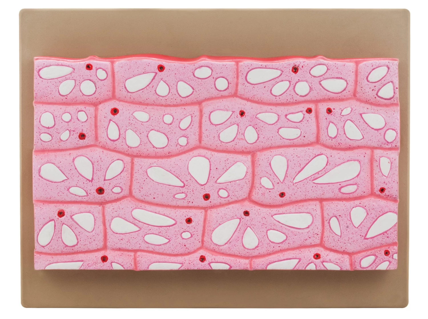 Model Onion Epidermal Cell 2 Model Onion Epidermal Cell - Image 2