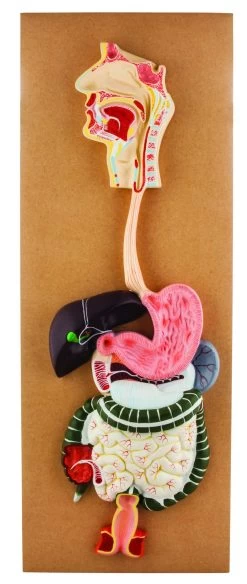 Human Digestive System Model - Life Size - 2 Parts