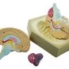 Human Brain Model, 4 Parts, Hand Painted