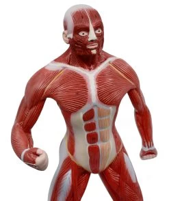 Human Muscular Body Anatomical Model, 1/4 Life Size, Approx. 18" Tall -Laboratory Instrument Store jyhywh19mpof1rrbcmyk