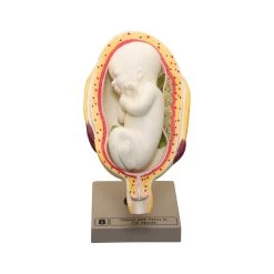 Human Embryo/Fetus Development In Utero, Set Of 8 Models -Laboratory Instrument Store kkojqnifumwys4o7oiiv