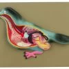 Pigeon Dissection Model - Life Size