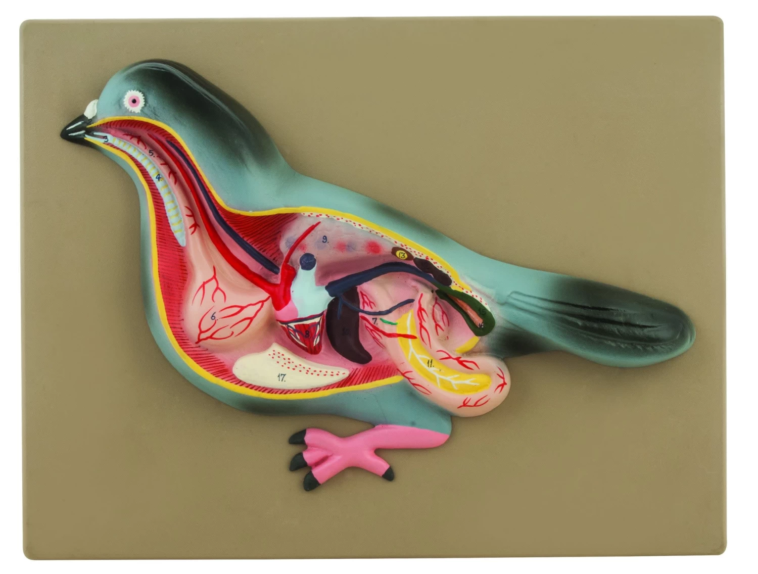 Pigeon Dissection Model - Life Size 1 Pigeon Dissection Model - Life Size