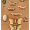 Silkworm Development Model, 24 Inch - Features 10 Stages