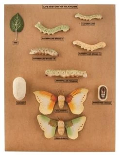 Silkworm Development Model, 24 Inch - Features 10 Stages