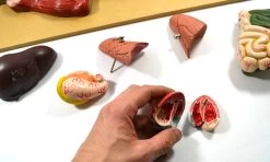 Pig Model, 22 Inch - Mounted - Removable Liver, Intestines, Heart, Lungs & Stomach 9 Pig Model, 22 Inch - Mounted - Removable Liver, Intestines, Heart, Lungs & Stomach -Laboratory Instrument Store l6jyp3j6yqldknethxf3