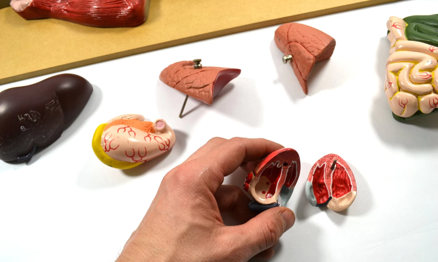 Pig Model, 22 Inch - Mounted - Removable Liver, Intestines, Heart, Lungs & Stomach 4 Pig Model, 22 Inch - Mounted - Removable Liver, Intestines, Heart, Lungs & Stomach - Image 4