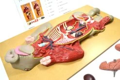 Pig Model, 22 Inch - Mounted - Removable Liver, Intestines, Heart, Lungs & Stomach 8 Pig Model, 22 Inch - Mounted - Removable Liver, Intestines, Heart, Lungs & Stomach -Laboratory Instrument Store lh6krfxy0hvqrcpxv0yw