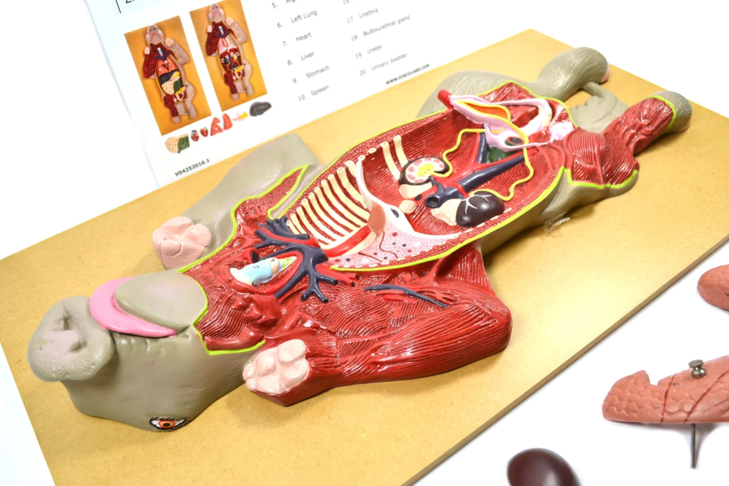 Pig Model, 22 Inch - Mounted - Removable Liver, Intestines, Heart, Lungs & Stomach 3 Pig Model, 22 Inch - Mounted - Removable Liver, Intestines, Heart, Lungs & Stomach - Image 3