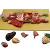 Pig Model, 22 Inch - Mounted - Removable Liver, Intestines, Heart, Lungs & Stomach