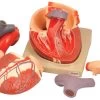 Human Heart Model - Enlarged 2X Life Size - 7 Parts - Hand Painted - Designed By Medical Professionals
