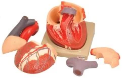 Human Heart Model - Enlarged 2X Life Size - 7 Parts - Hand Painted - Designed By Medical Professionals