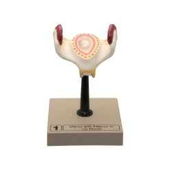 Human Embryo/Fetus Development In Utero, Set Of 8 Models -Laboratory Instrument Store ngcesmcbydhob80gmvkx