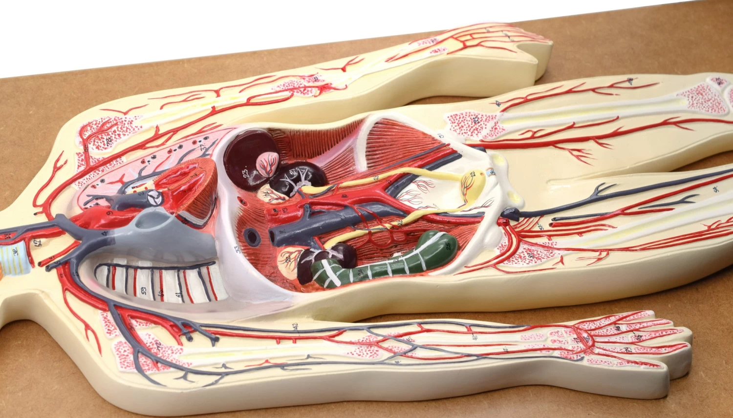 Human Circulatory System Model - Mounted On 32" X 12" Base 3 Human Circulatory System Model - Mounted On 32" X 12" Base - Image 3
