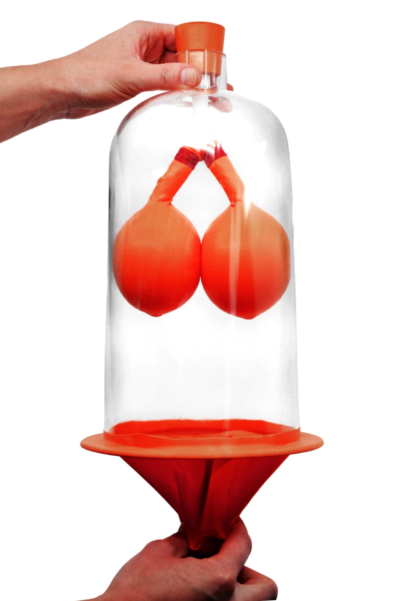 Lung Function Demonstration Model, 13 Inch - Rubber & Plastic 2 Lung Function Demonstration Model, 13 Inch - Rubber & Plastic - Image 2