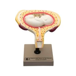 Human Embryo/Fetus Development In Utero, Set Of 8 Models -Laboratory Instrument Store nqzp6eqtvarkk2eendeg