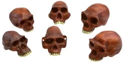 Prehistoric Skull Replicas, Set Of 6 - Approx. 10" Size Each - Afarenis, Africanus, Habilis, Erectus, Neanderthalensis And Steinheim Cranium Models