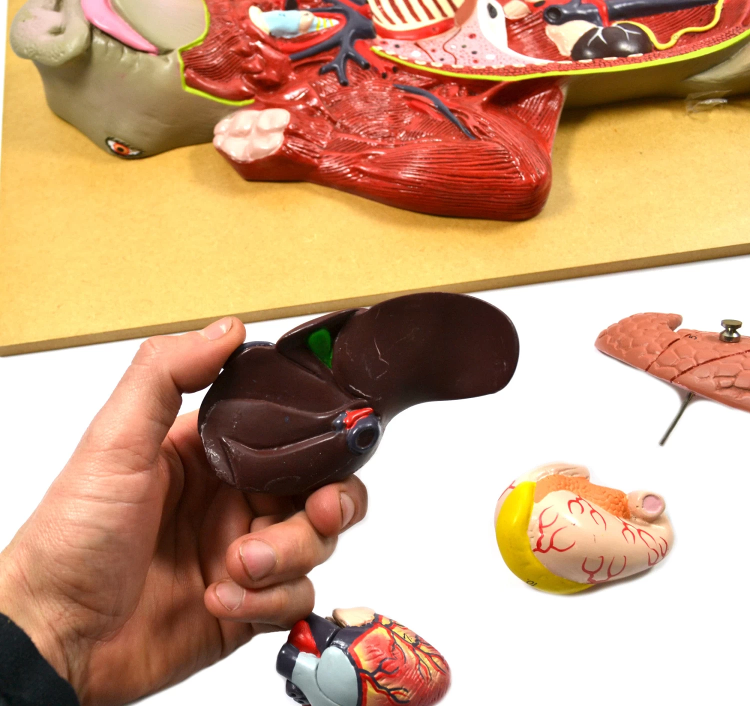 Pig Model, 22 Inch - Mounted - Removable Liver, Intestines, Heart, Lungs & Stomach 5 Pig Model, 22 Inch - Mounted - Removable Liver, Intestines, Heart, Lungs & Stomach - Image 5