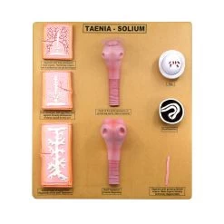 Comparative Tapeworm Model - Developmental Anatomy - Mounted On 18"x20" Wood Base - Hand Painted-